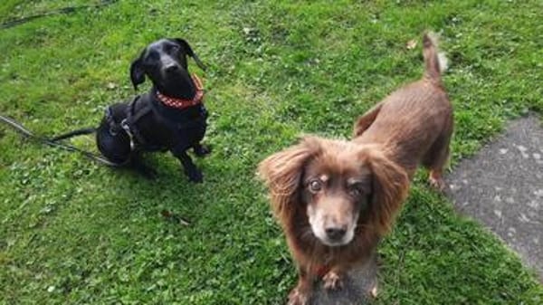 Fifi: kleiner Schatz auf Pflegestelle in 21256 Handeloh