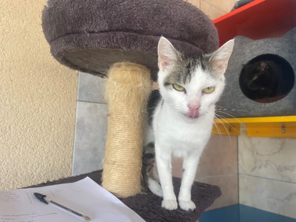 tinka