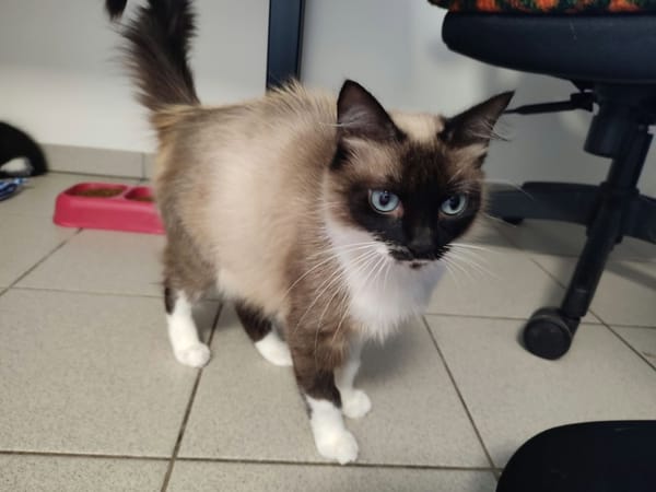 DACCA QCT (j'ai trouvé ma famille)