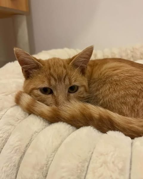 Cheddar
