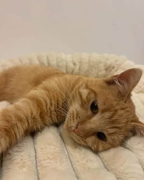 Cheddar