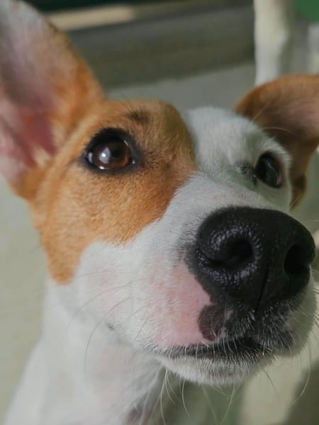 Matilde