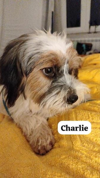 Charlie bettelte Urlauber an, bis er mitdurfte