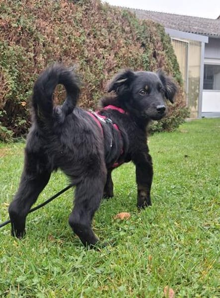 Hundekind sucht Bestplatz