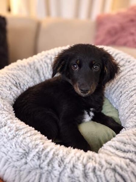 Hundekind sucht Bestplatz