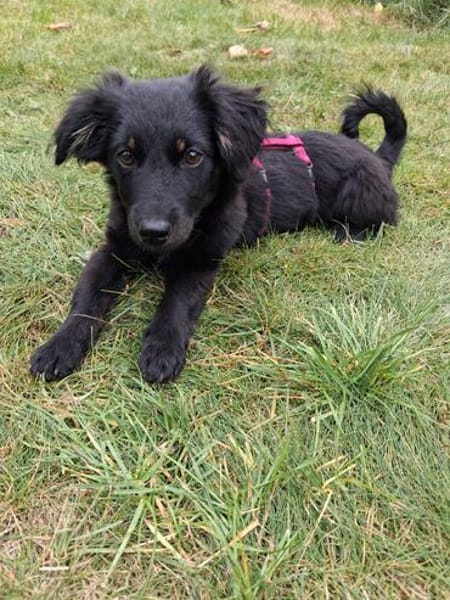 Hundekind sucht Bestplatz