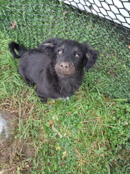 Hundekind sucht Bestplatz