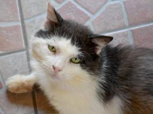 FIV-Kater Salvo hofft auf seine Menschen