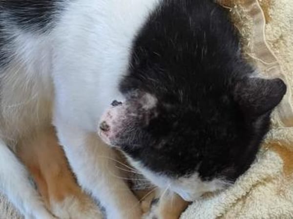 FIV-Kater Salvo hofft auf seine Menschen