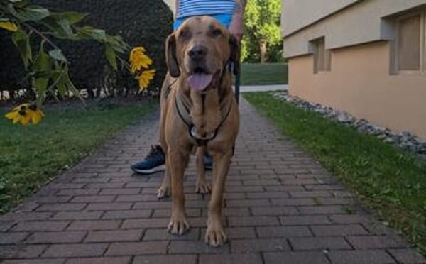Menschenbezogener Ricky sucht Zuhause
