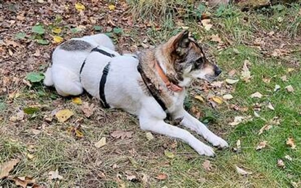 TOBY (*2023) auf PS in 93488 Schönthal