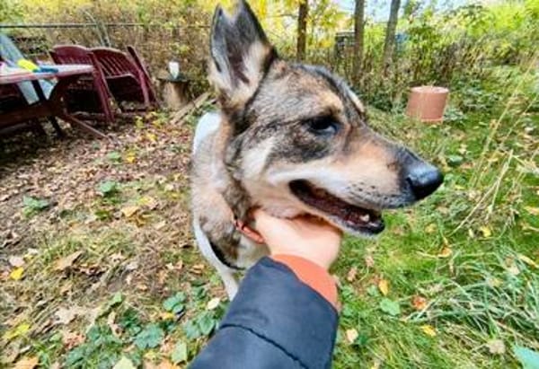 TOBY (*2023) auf PS in 93488 Schönthal