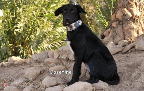 JOSEFINE