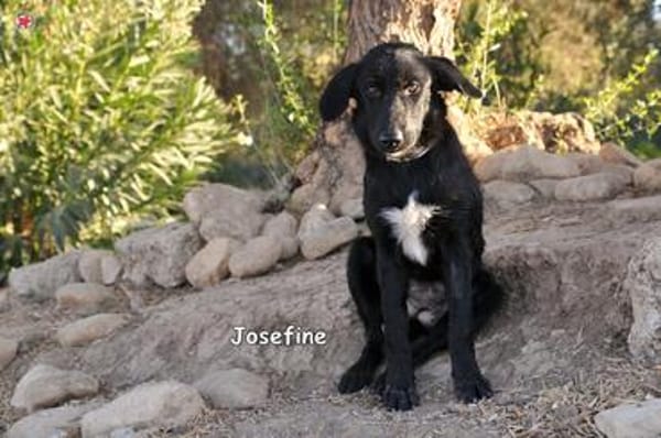 JOSEFINE