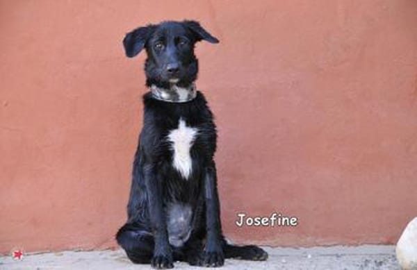 JOSEFINE