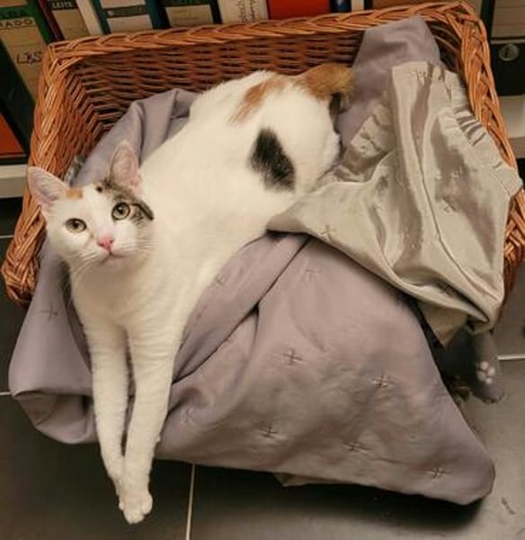 Hübsche FIV positive Fleki sucht liebevolle Familie