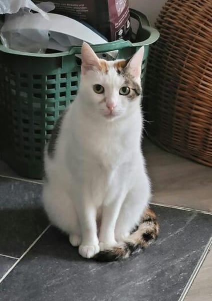 Hübsche FIV positive Fleki sucht liebevolle Familie