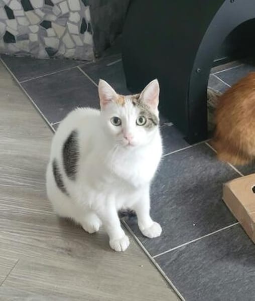 Hübsche FIV positive Fleki sucht liebevolle Familie