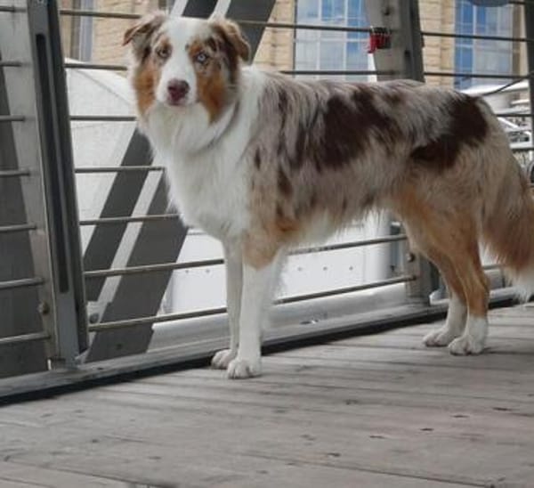 Cookie sucht aktives Zuhause