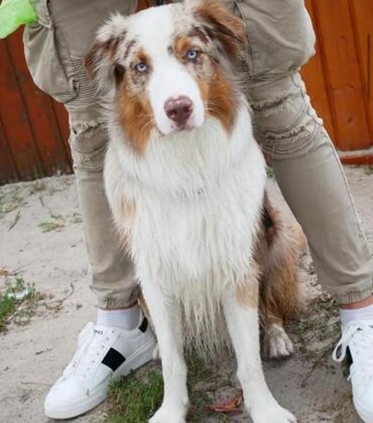 Cookie sucht aktives Zuhause