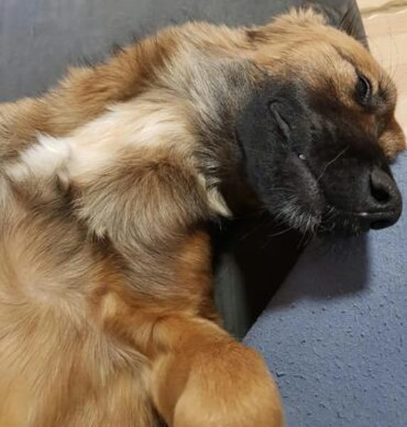 Sanfter Genaro🌺 sucht liebevolle Hundefreunde