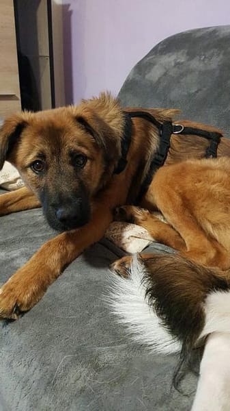Sanfter Genaro🌺 sucht liebevolle Hundefreunde