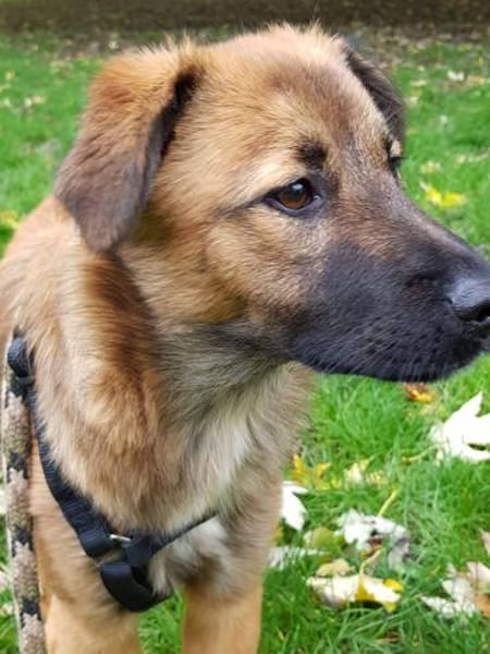 Sanfter Genaro🌺 sucht liebevolle Hundefreunde