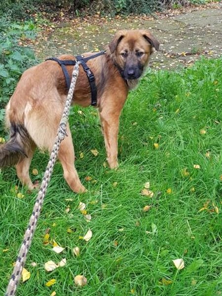 Sanfter Genaro🌺 sucht liebevolle Hundefreunde