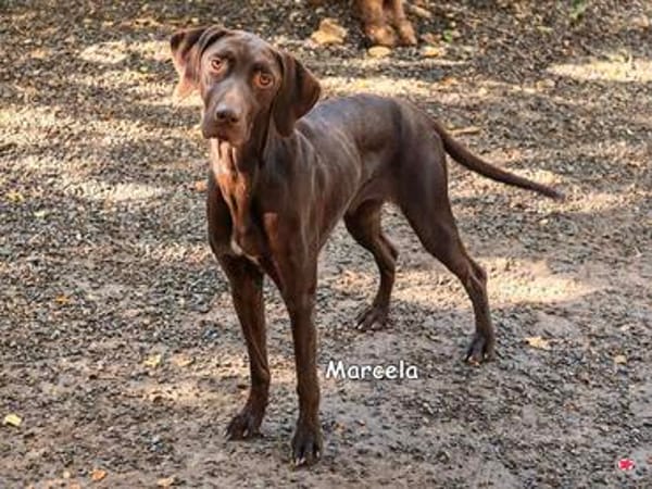 MARCELA