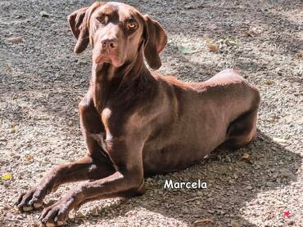 MARCELA