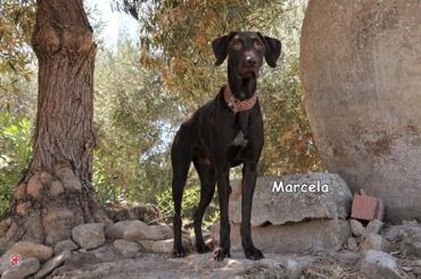 MARCELA