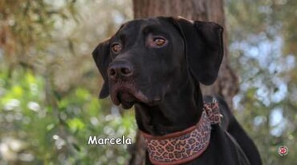 MARCELA