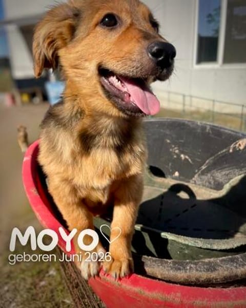 Moyo  ein kleiner strahlender Sonnenschein