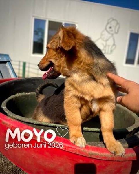 Moyo  ein kleiner strahlender Sonnenschein