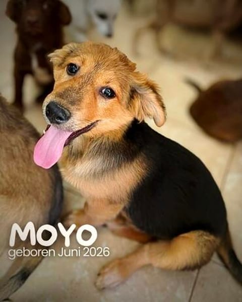 Moyo  ein kleiner strahlender Sonnenschein