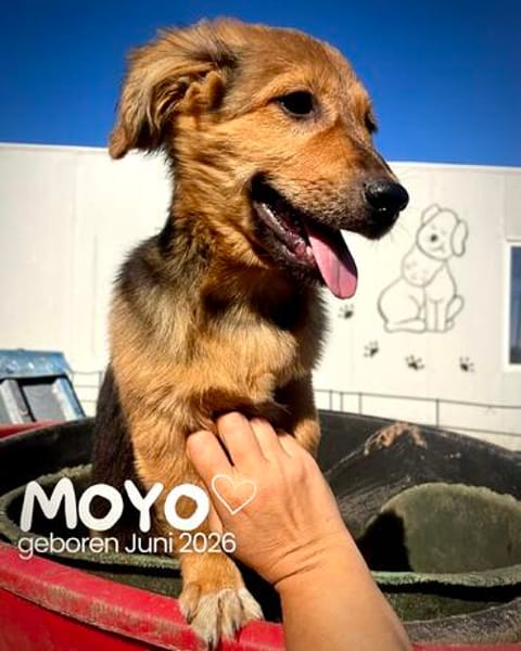 Moyo  ein kleiner strahlender Sonnenschein