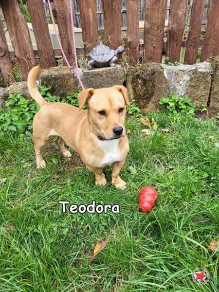 Teodora