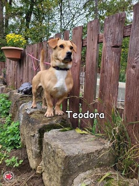 Teodora