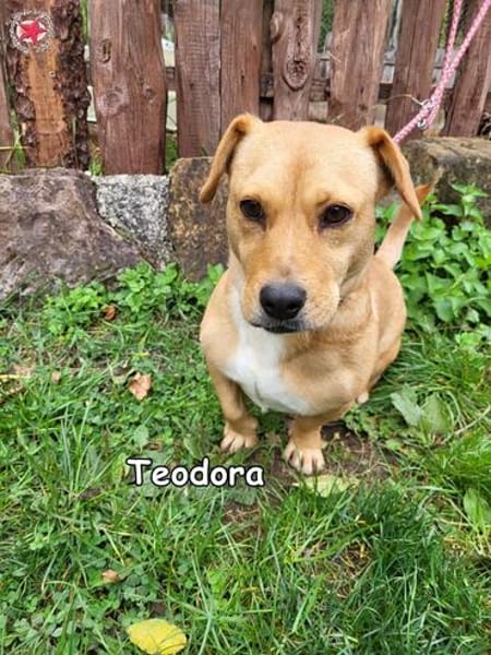 Teodora