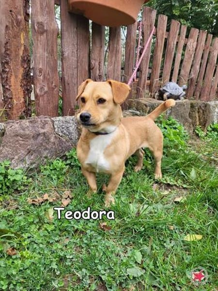 Teodora