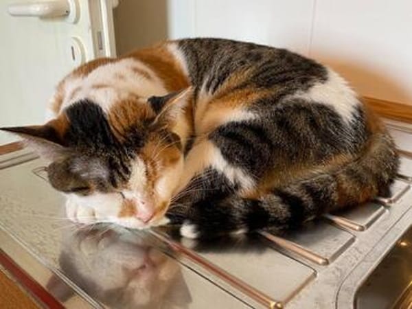 Verschmuste Katzendame Romy kann Katzen und Hunde