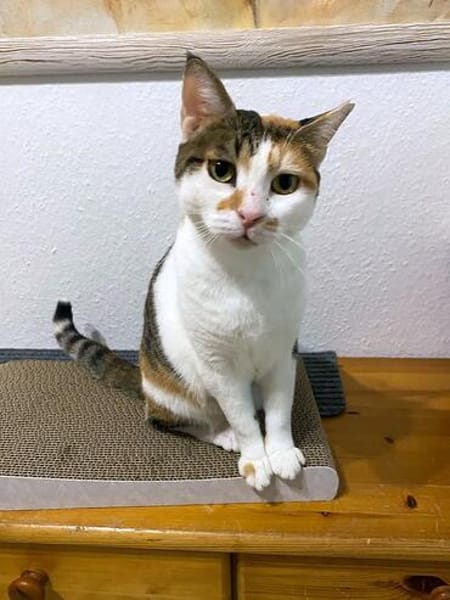 Verschmuste Katzendame Romy kann Katzen und Hunde