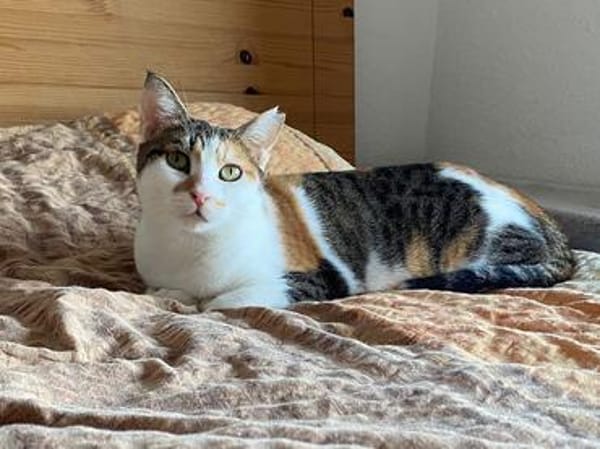Verschmuste Katzendame Romy kann Katzen und Hunde