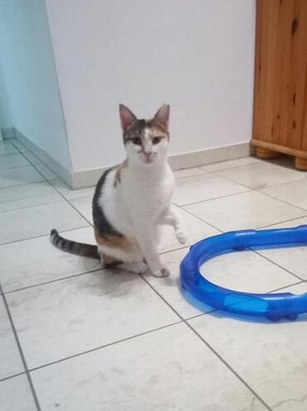 Verschmuste Katzendame Romy kann Katzen und Hunde