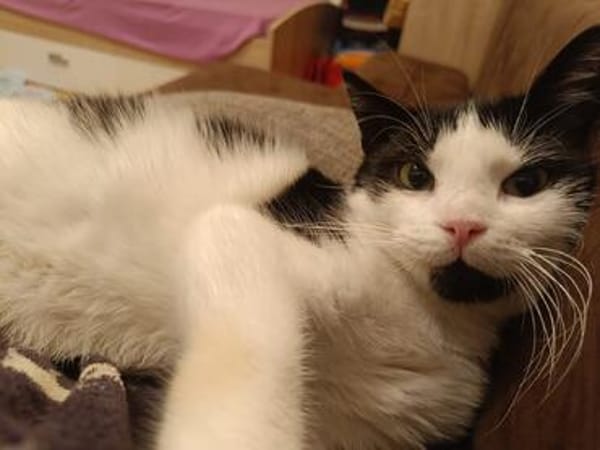 Gucio sucht sein Für-immer-Zuhause! ❤