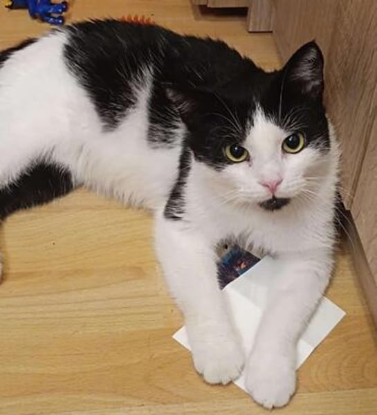 Gucio sucht sein Für-immer-Zuhause! ❤