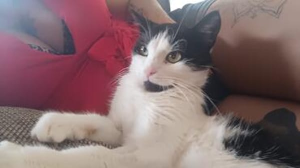 Gucio sucht sein Für-immer-Zuhause! ❤