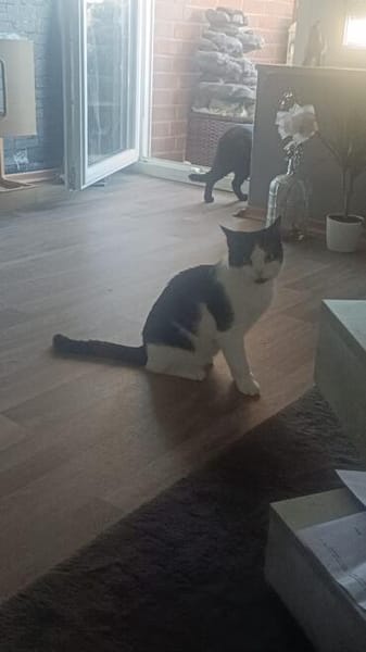 Gucio sucht sein Für-immer-Zuhause! ❤