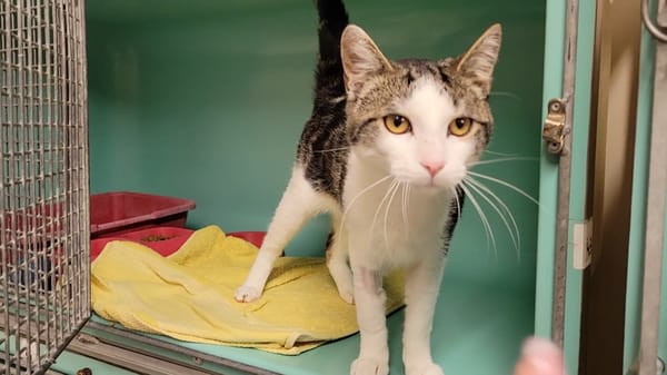 PANACHE DIT WINNIE PAB30150