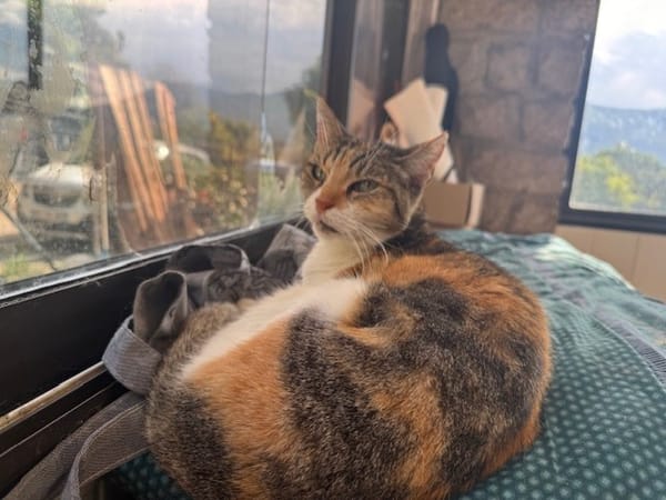 POUSSINETTE